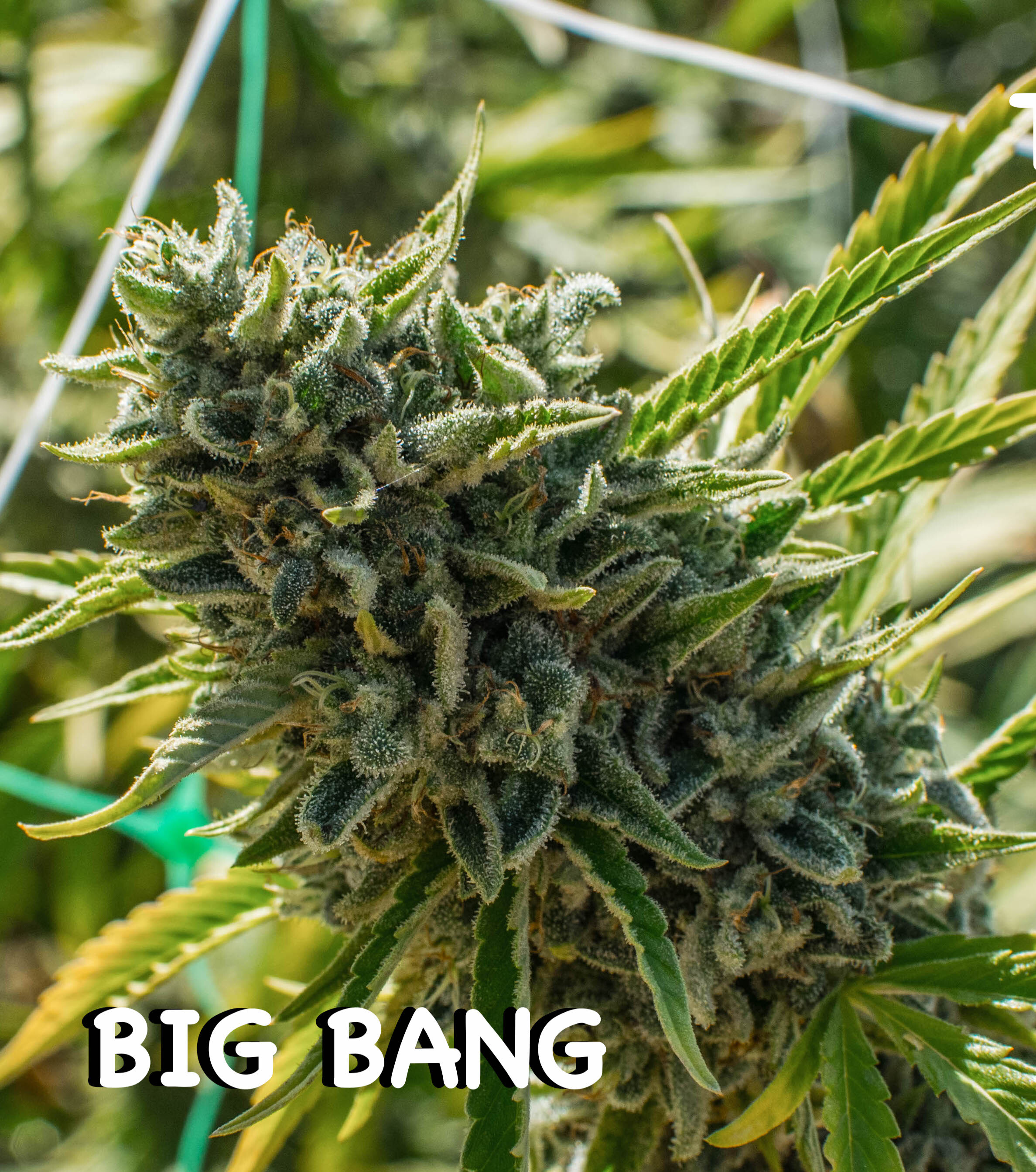 An image of The Big Bang