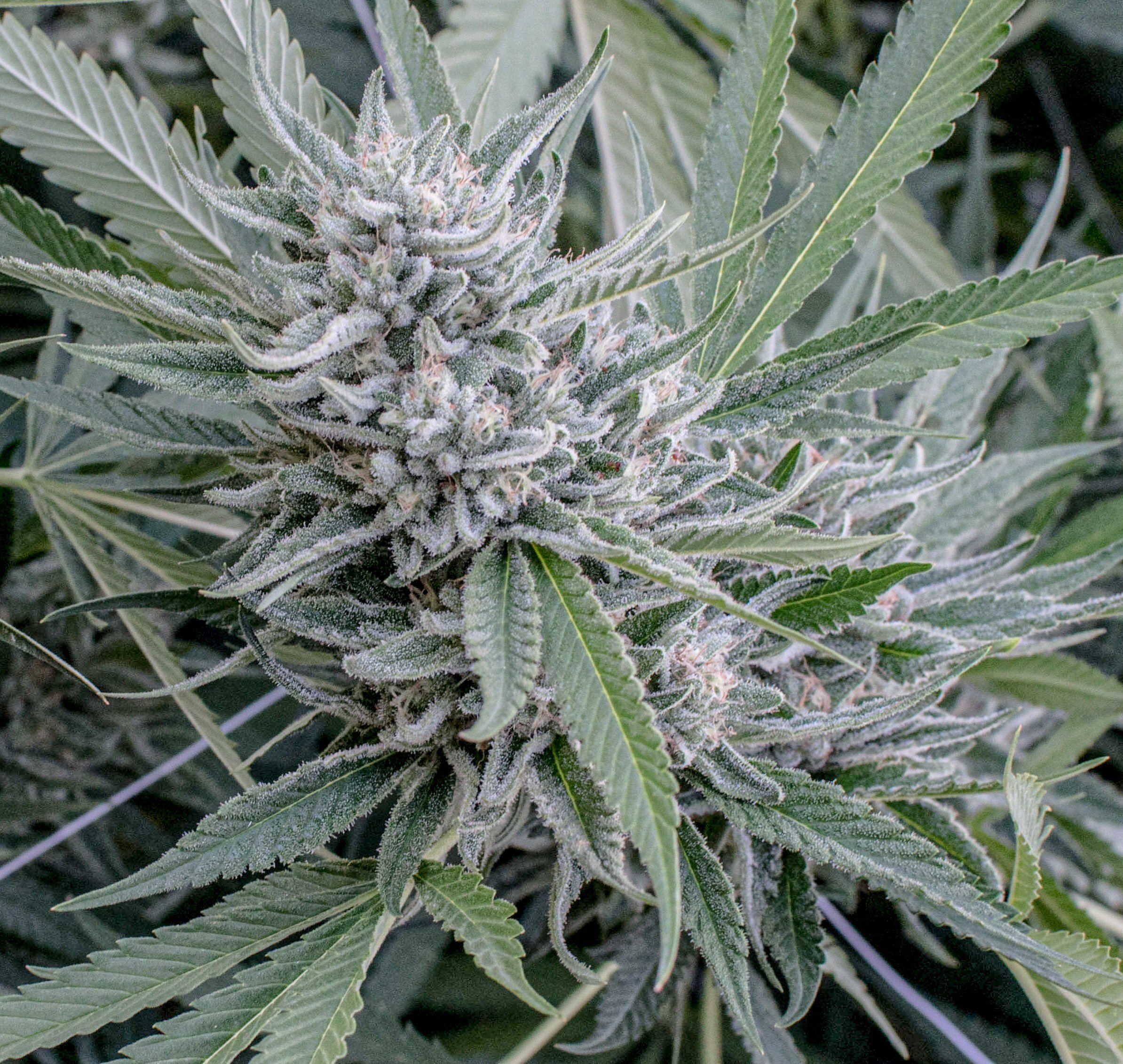 An image of Yosemite Glue