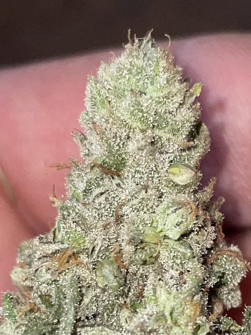 An image of Skunk Puck OG