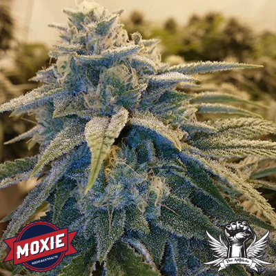 An image of Alpine OG
