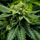 An image of Lemonade Haze
