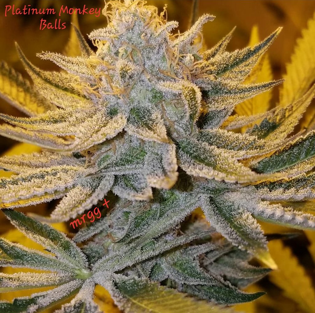 An image of Platinum Monkey Balls
