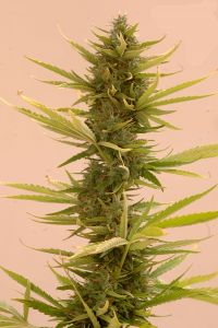 An image of Auto Black Banana