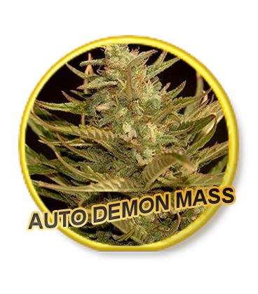 An image of Auto Demon Mass