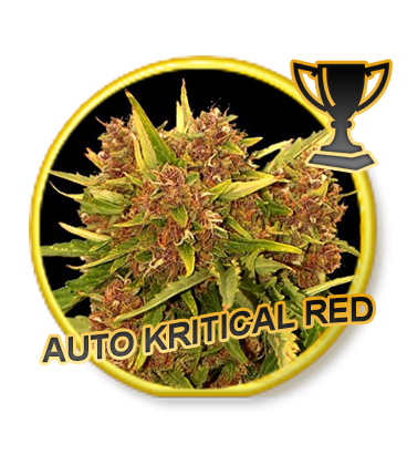 An image of Auto Kritical Red