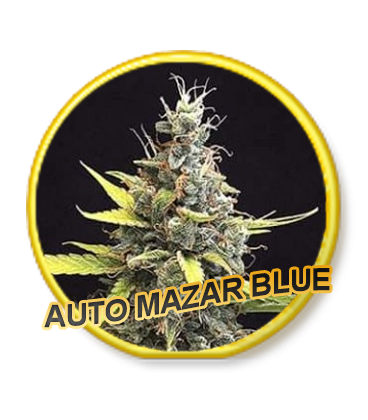 An image of Auto Mazar Blue
