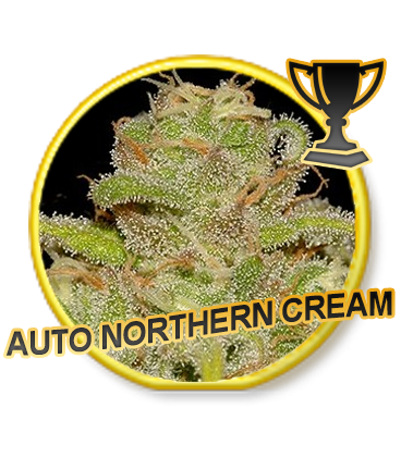 An image of Auto Northern Cream