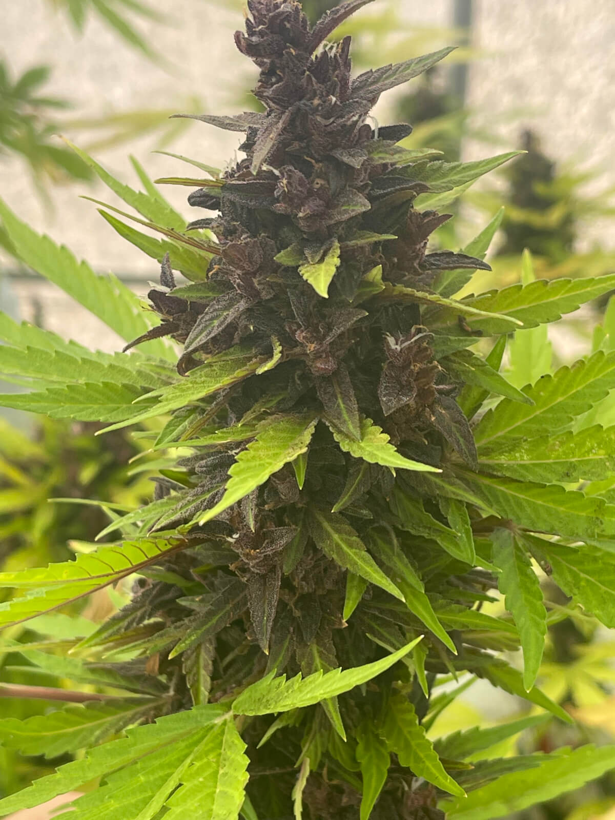 An image of Auto Purple Rich CBD