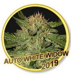 An image of Auto White Widow
