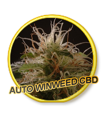 An image of Auto WinWeed CBD