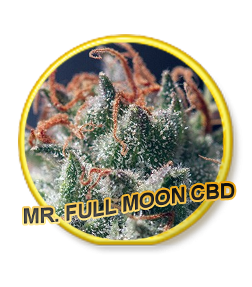 An image of Full Moon CBD