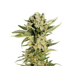 An image of Mr. 420K