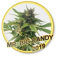 An image of Mr. Big Candy