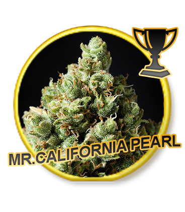 An image of Mr. California Pearl