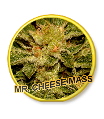 An image of Mr. Cheese Mass