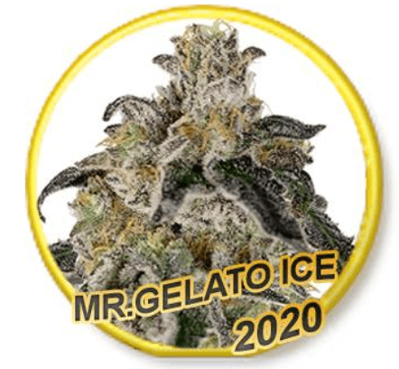 An image of Mr Gelato Ice