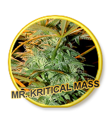 An image of Mr. Kritical Mass
