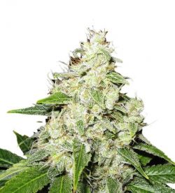 An image of Mr. Sour-R