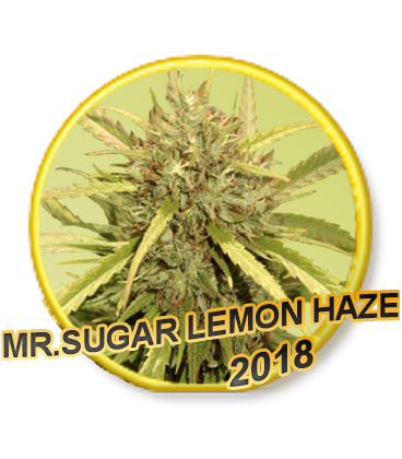 An image of Mr. Sugar Lemon Haze