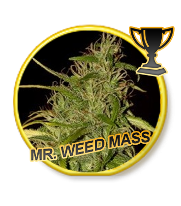 An image of Mr. Weed Mass