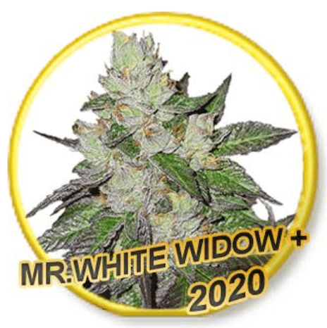An image of Mr White Widow +
