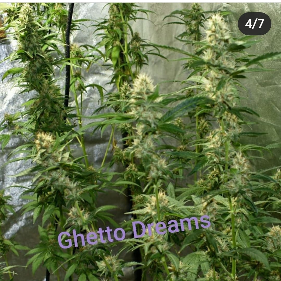 An image of Ghetto Dreams