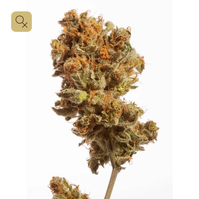 An image of Amnesia Cheese