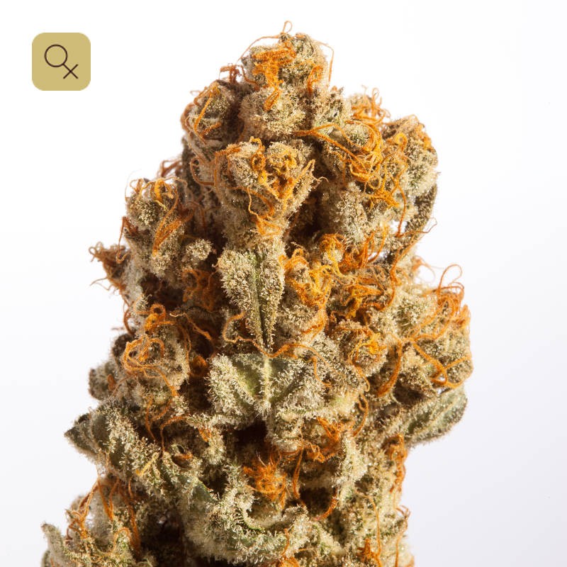 An image of Chocolate Haze