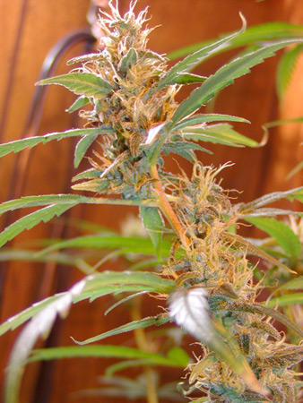 An image of Afghan Haze
