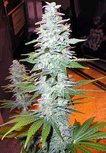 An image of Black Widow