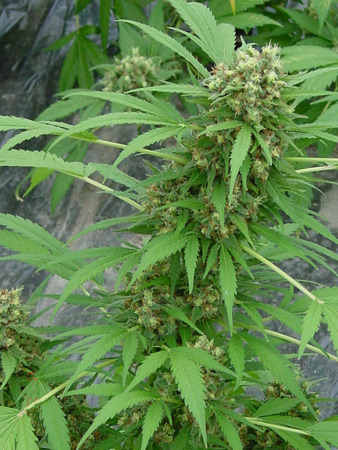 An image of Early Skunk