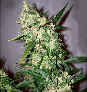 An image of Early Skunk x Afghan Haze