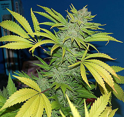 An image of G13 Skunk