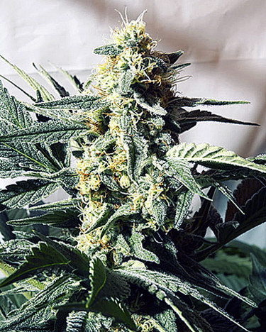 An image of G13 x Widow