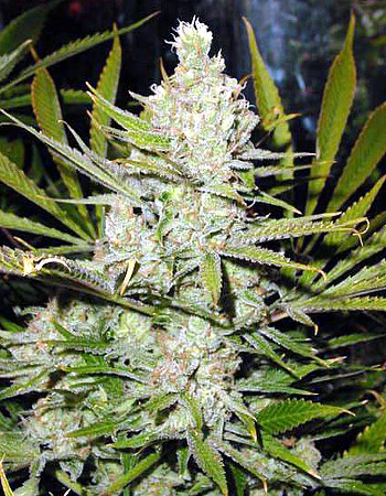 An image of Super Silver Haze