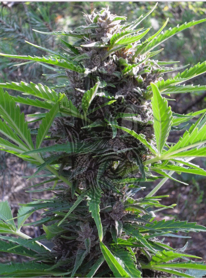 An image of Auto Purple Kush
