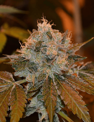 An image of Deer Breath