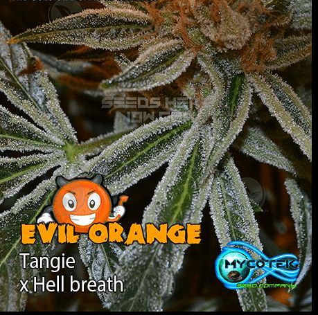 An image of Evil Orange