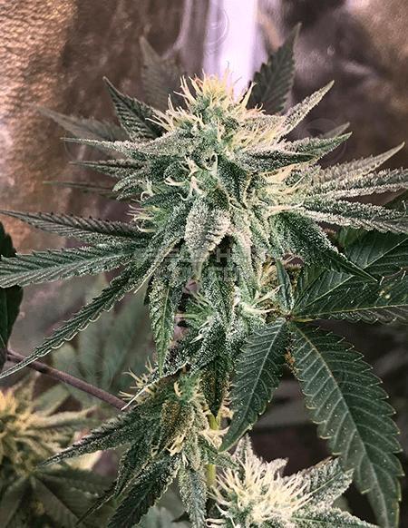 An image of GG4 BX4