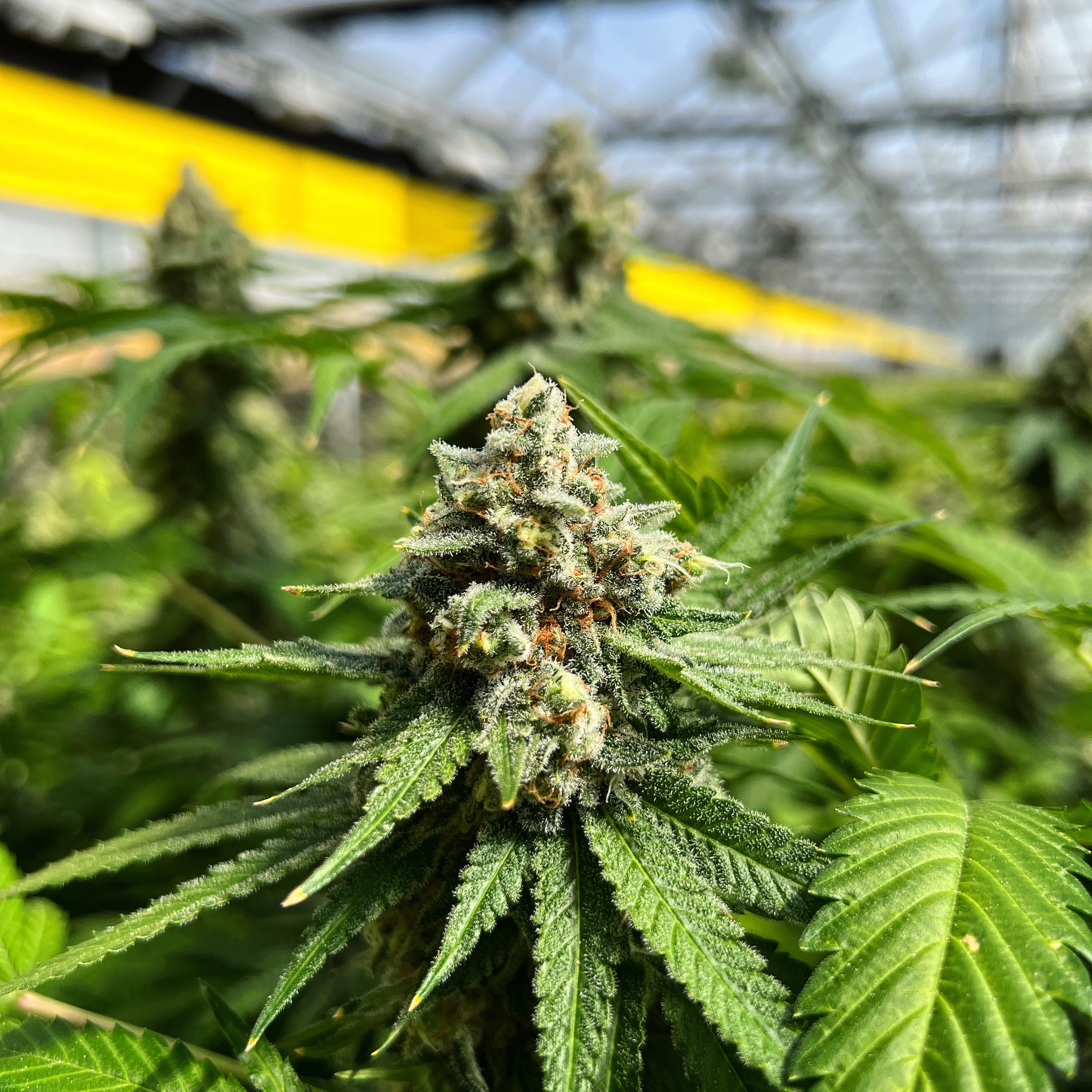 An image of Blueberry Lemonade