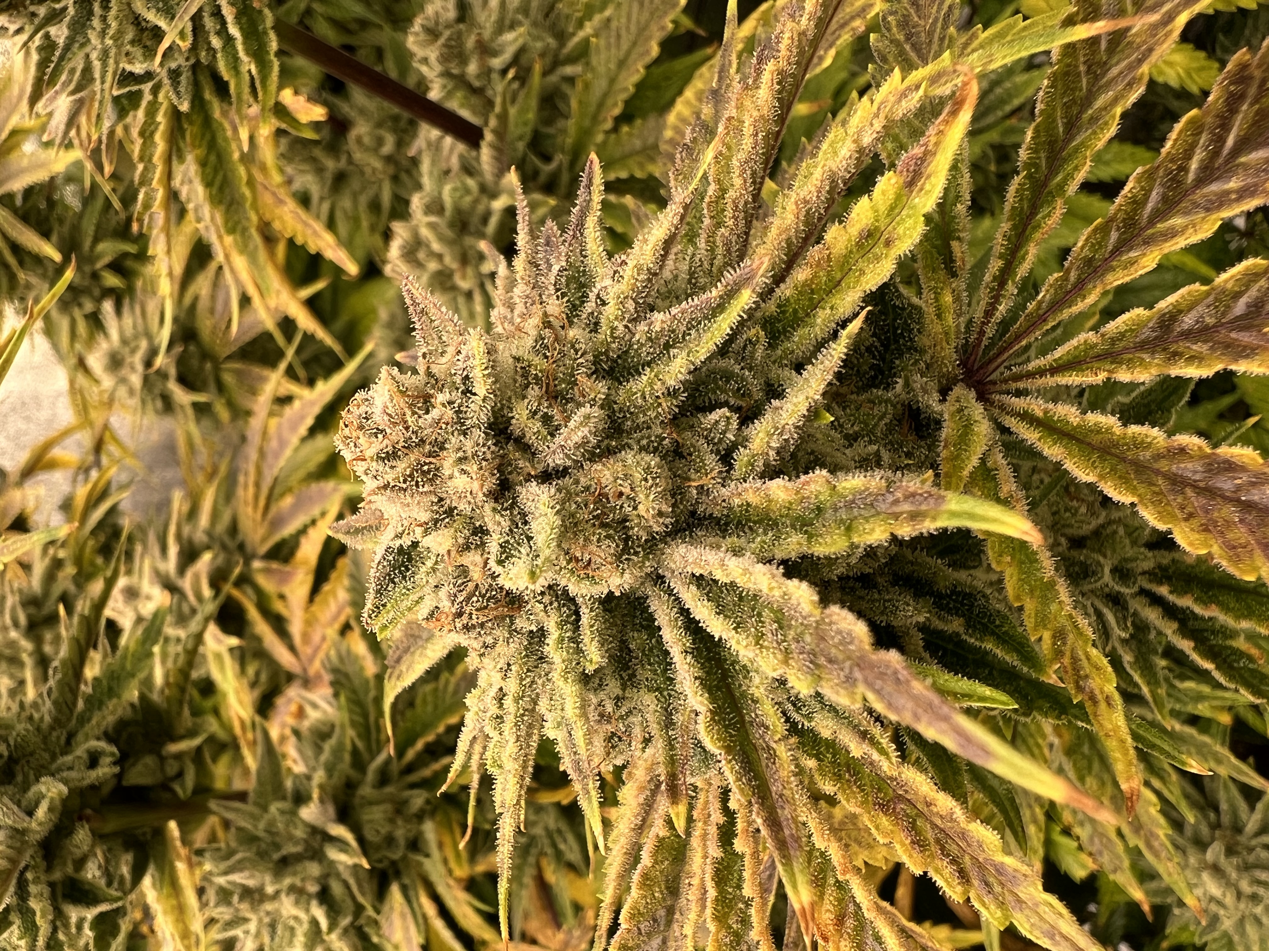 An image of Mylos Alien Kookies