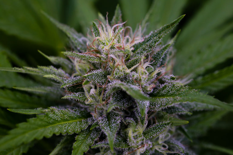 An image of Brian Berry Citrus Blend