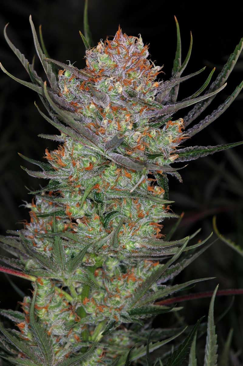 An image of Brian Berry Cough