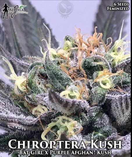 An image of Chiroptera Kush
