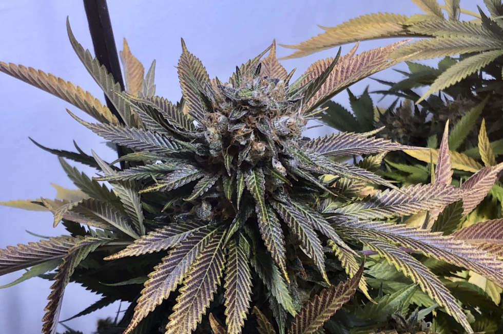 An image of Jilly Bean F2