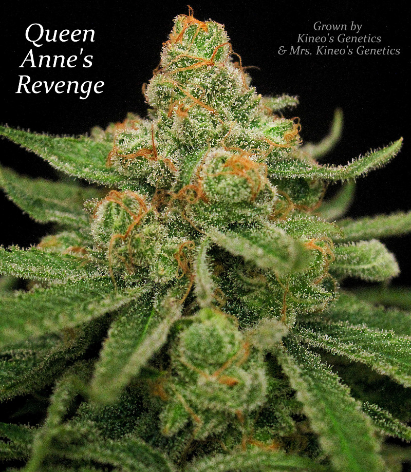 An image of Queen Anne's Revenge
