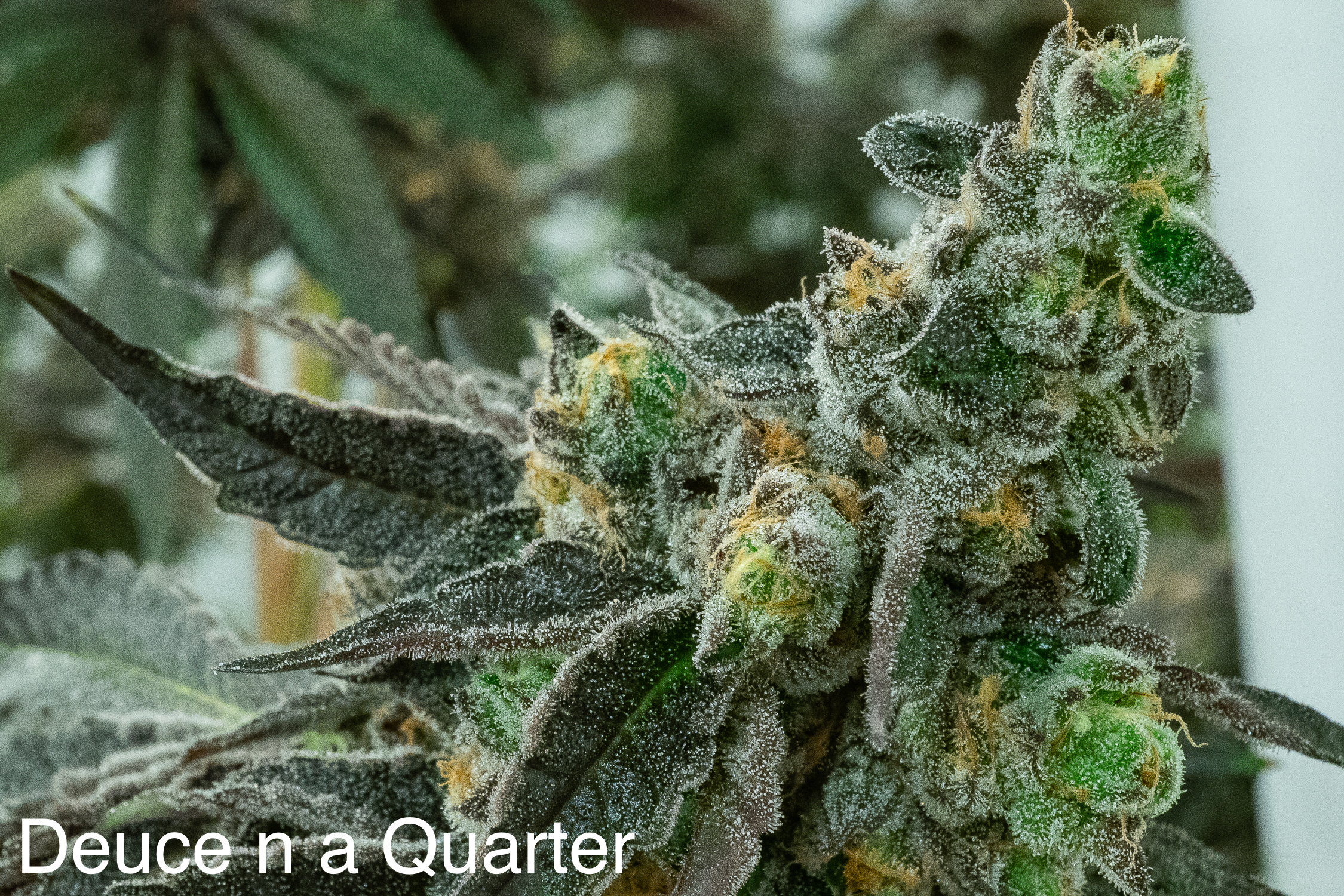 An image of Deuce n a Quarter