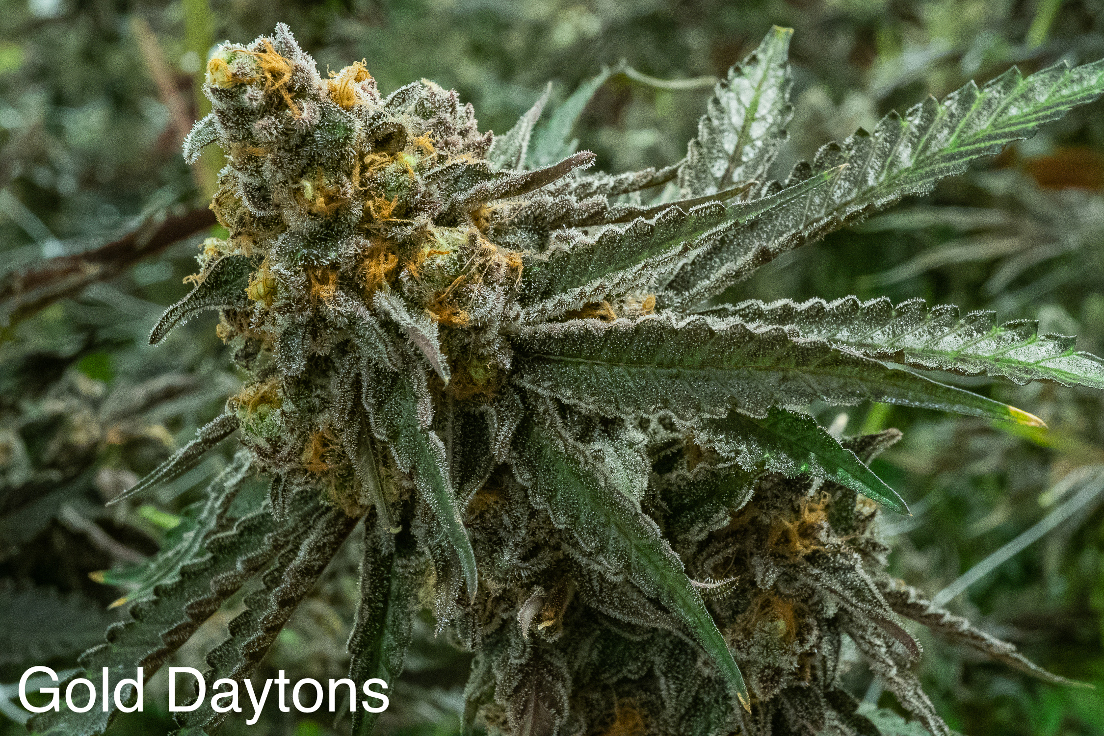 An image of Gold Daytons