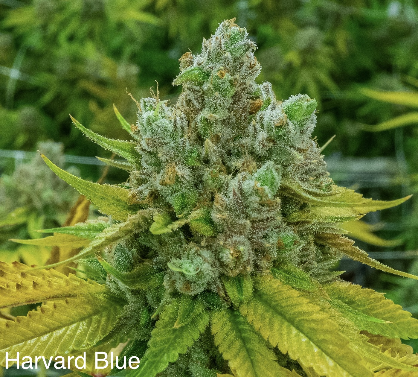 An image of Harvard Blue