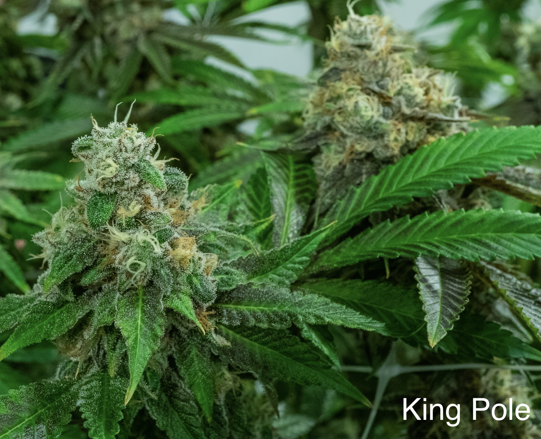 An image of King Pole